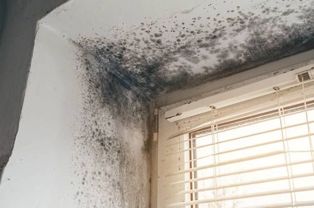 Affordable Mold Remediation solutions in Gulf, NC